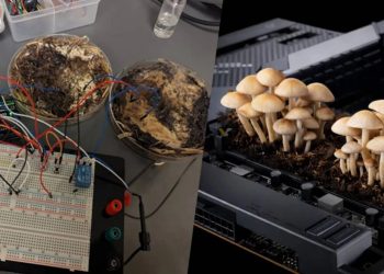Mantarlar Bilgisayarlarda RAM Olabilir mi? Bilim Dünyasını Şaşırtan Keşif