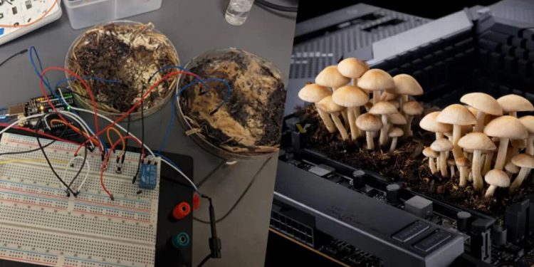 Mantarlar Bilgisayarlarda RAM Olabilir mi? Bilim Dünyasını Şaşırtan Keşif