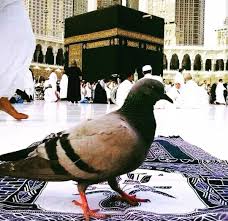 Umrede Duygulandıran An: Başına Konan Güvercinle Sükûnete Büründü